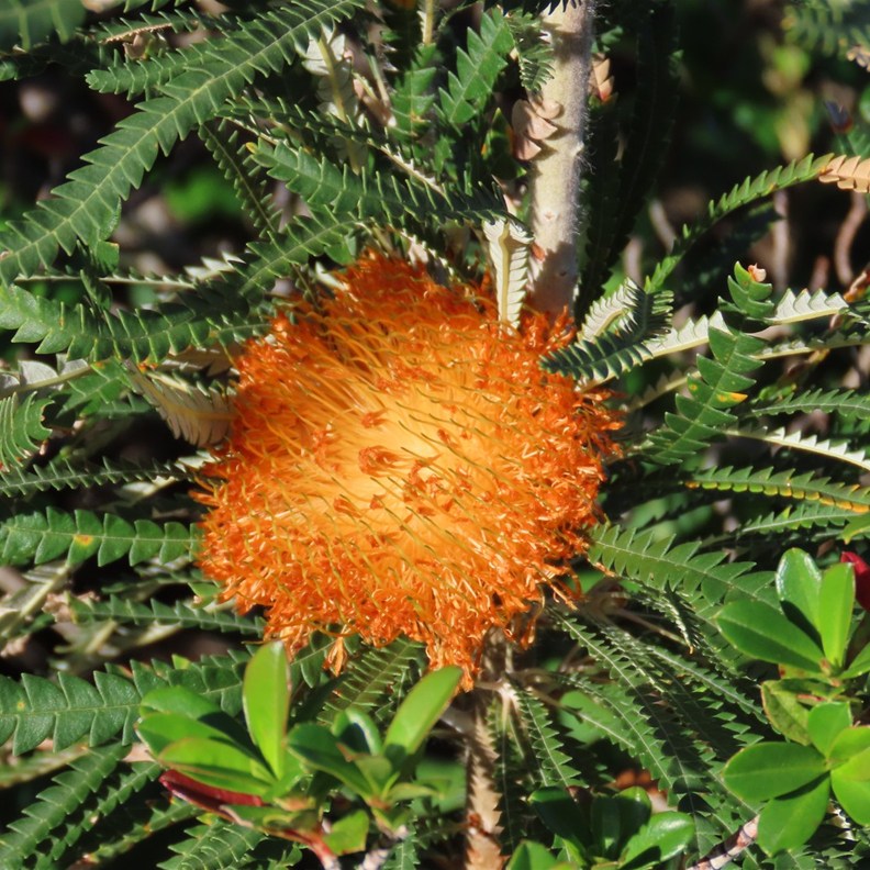 Cut-leaf Dryandra