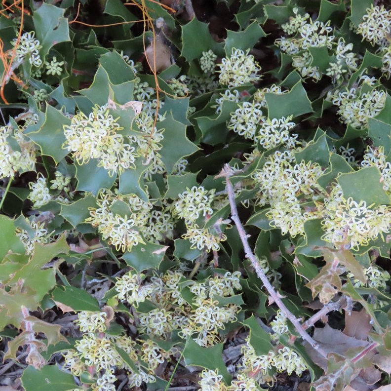 Holly-leaved Grevillea