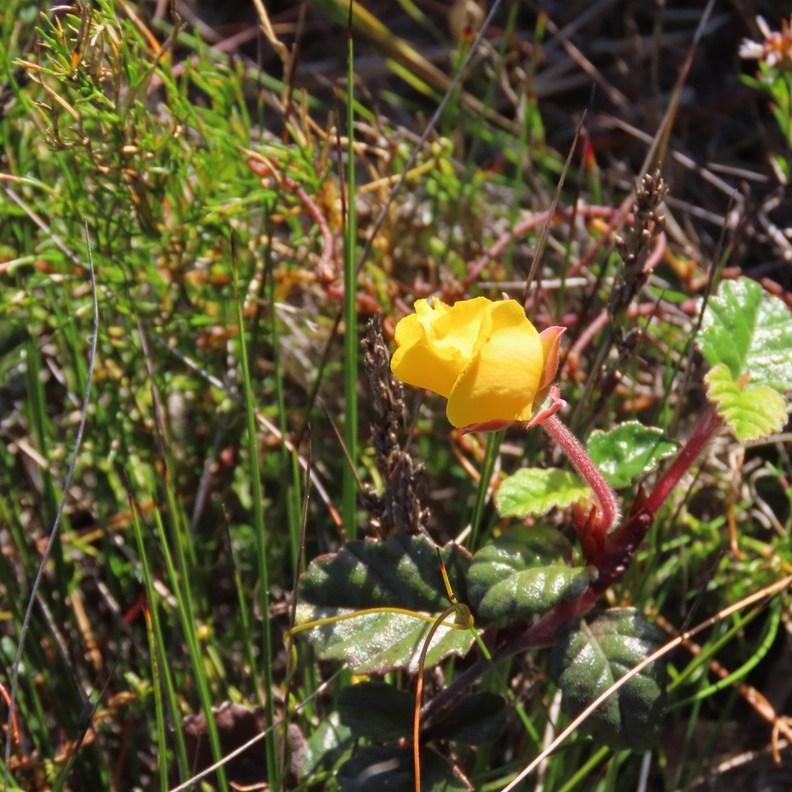Guinea Flower