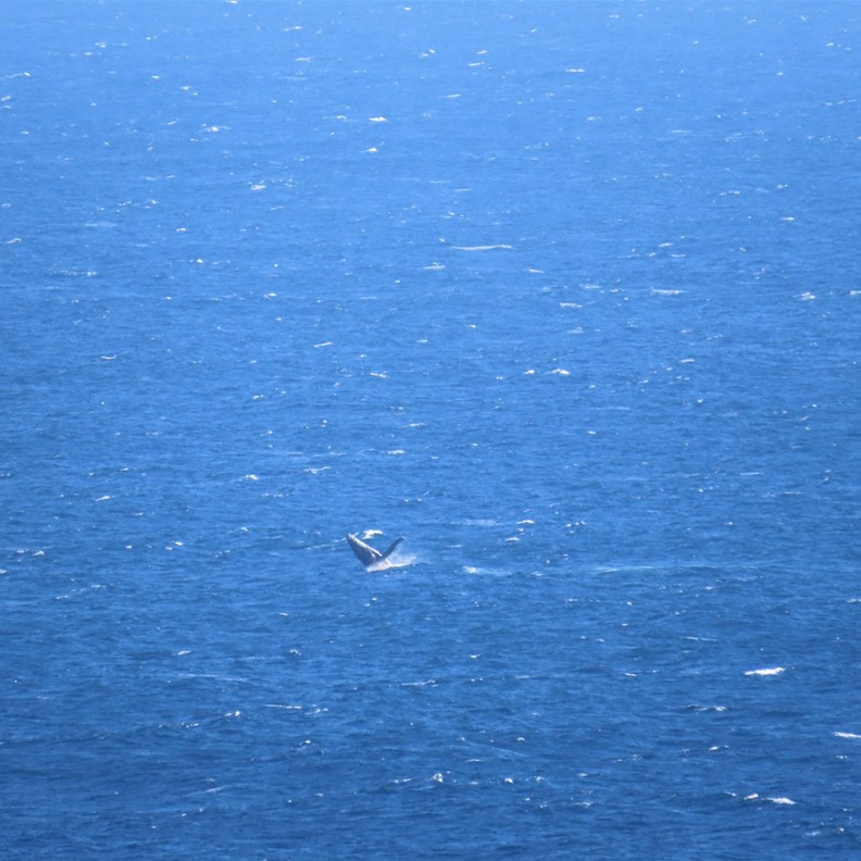 More whales at play