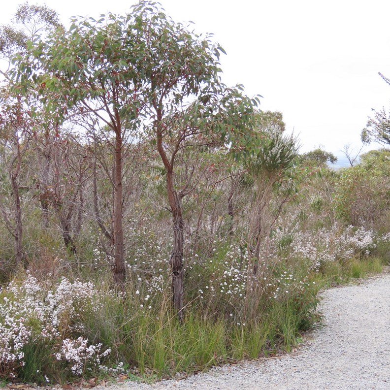 Mt Barker Lookout