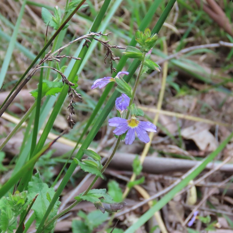 Fairy Fan-flower