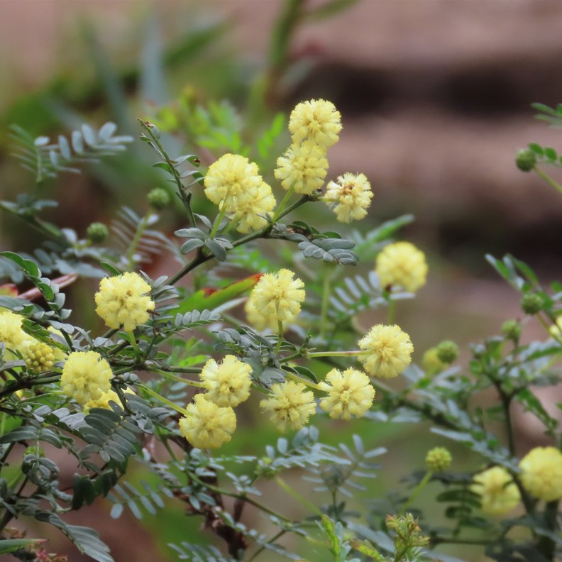 Wattle