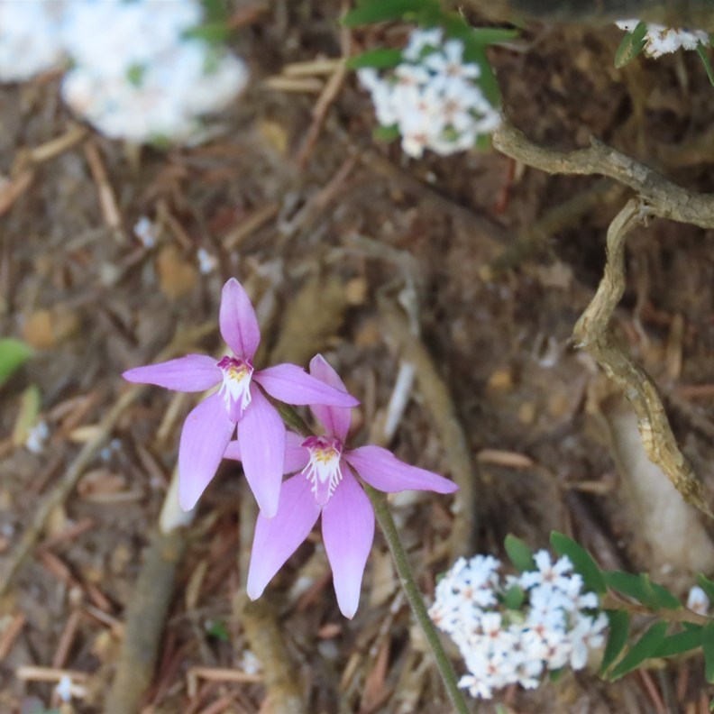 Pink Fairies Orchid