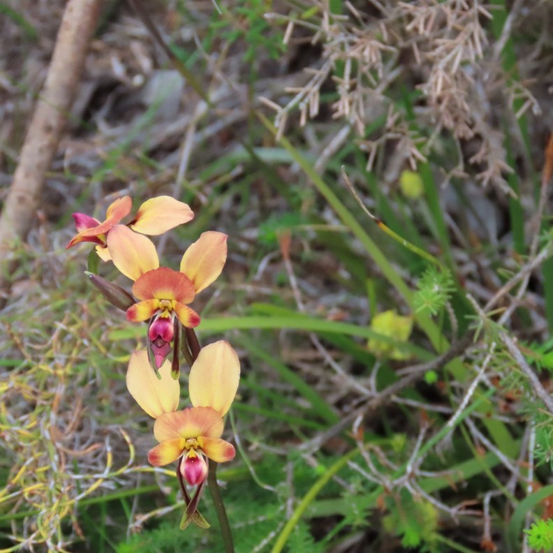 Donkey Orchid