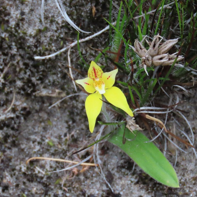 Cowslip Orchid