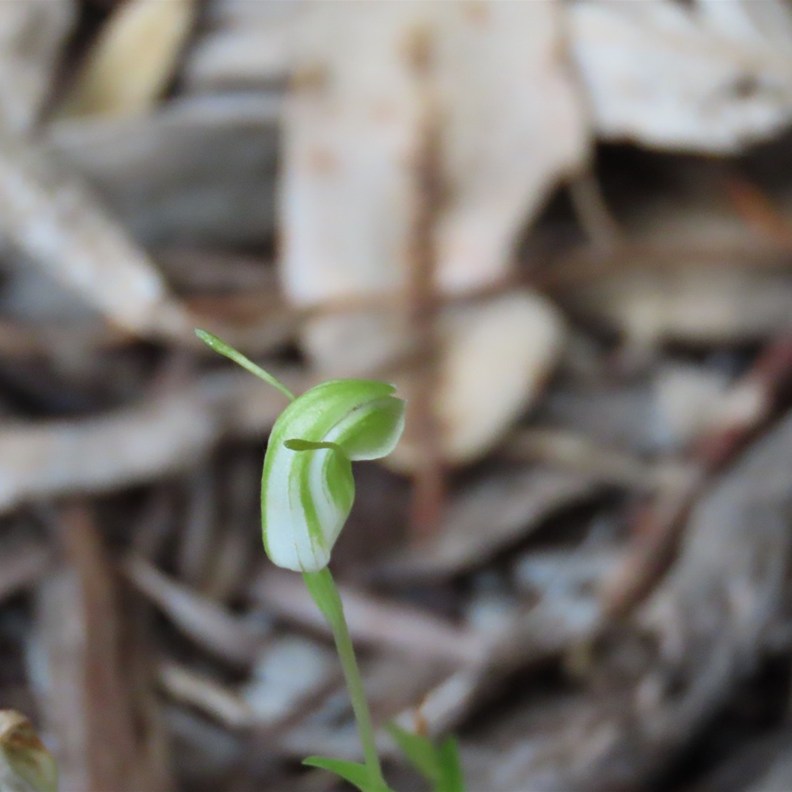 Greenhood Orchid