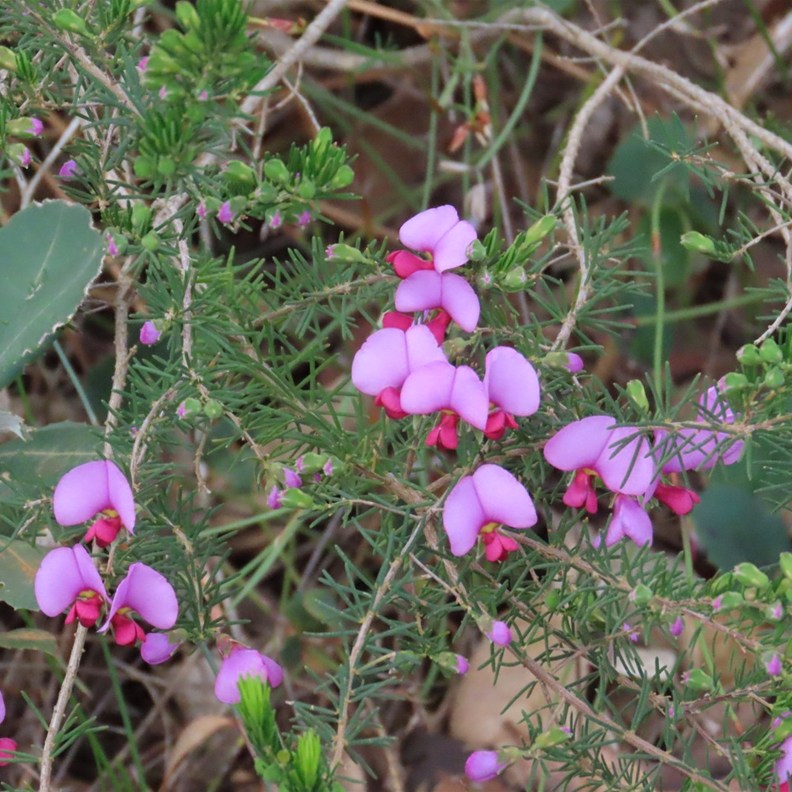 Pink Fringe-myrtle