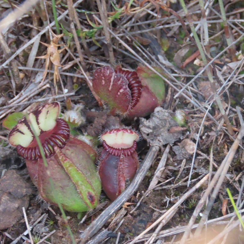 Albany Pitcher Plant
