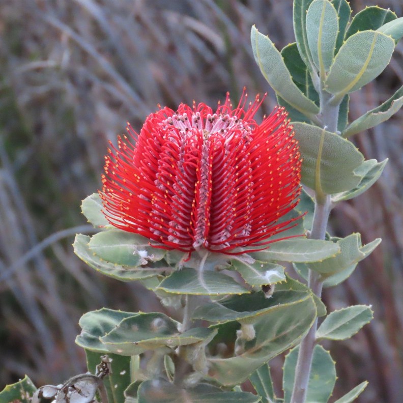 Scarlet Banksia
