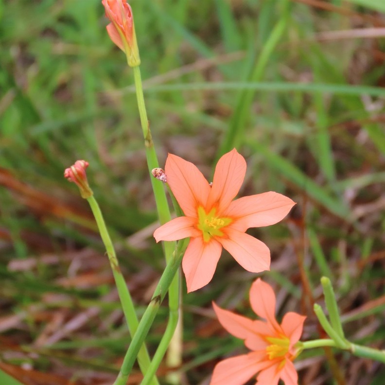 One-leaved Cape Tulip