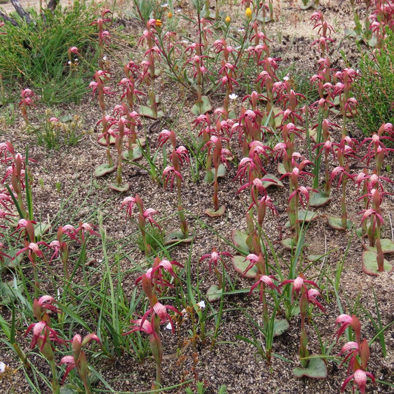 Red Beak Orchids