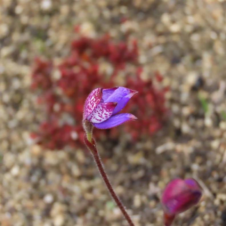 Purple Enamel Orchid