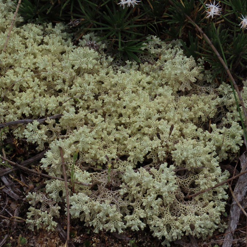 Coral Lichen