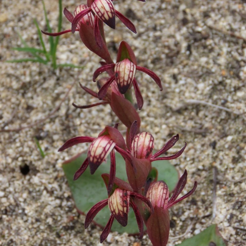 Red Beak Orchid