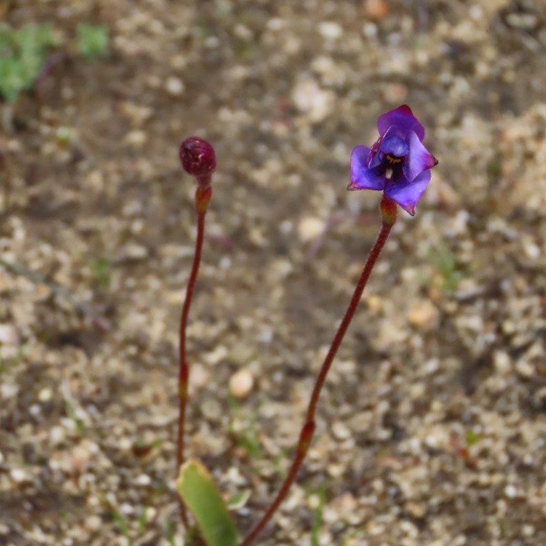 Purple Enamel Orchid 2