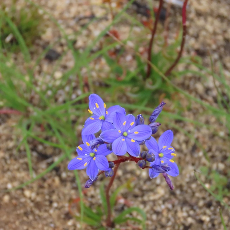 Blue Squill