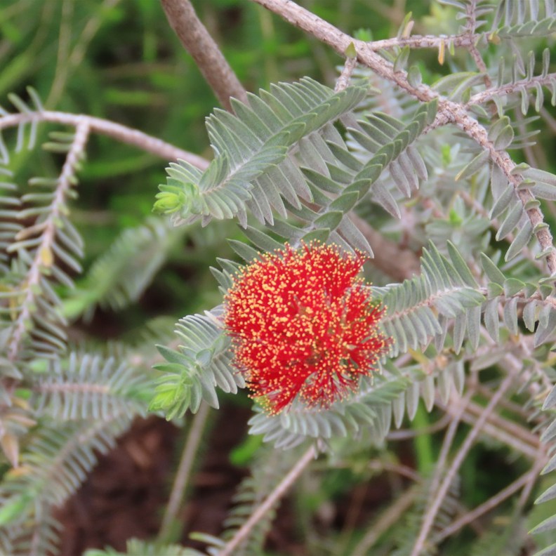 Sand Bottlebrush