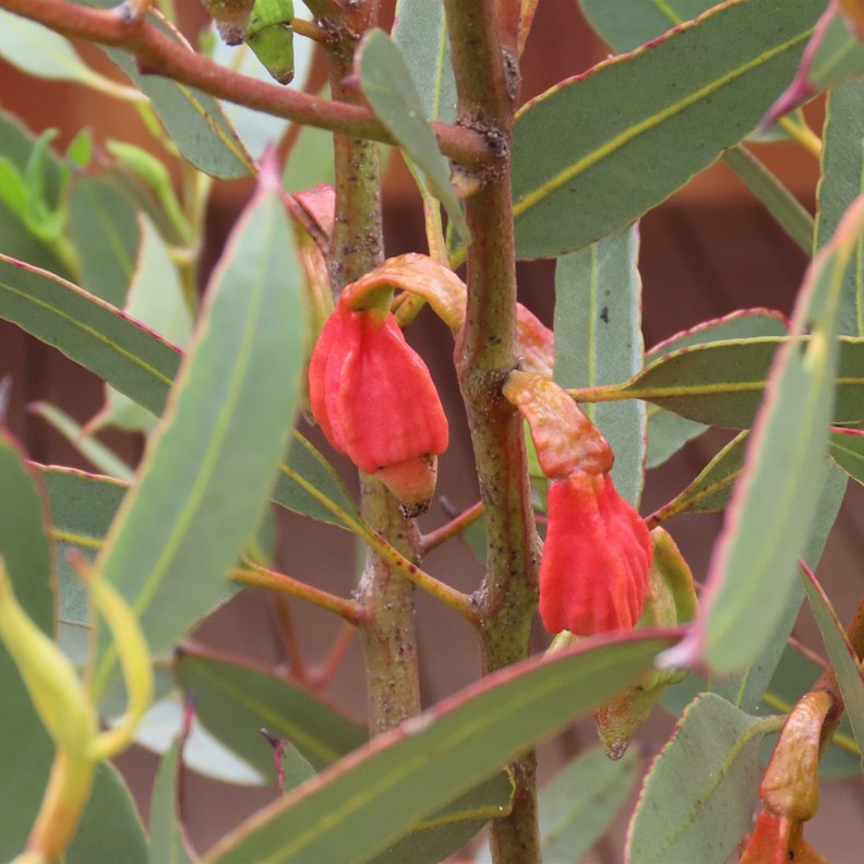 Red-capped Gum