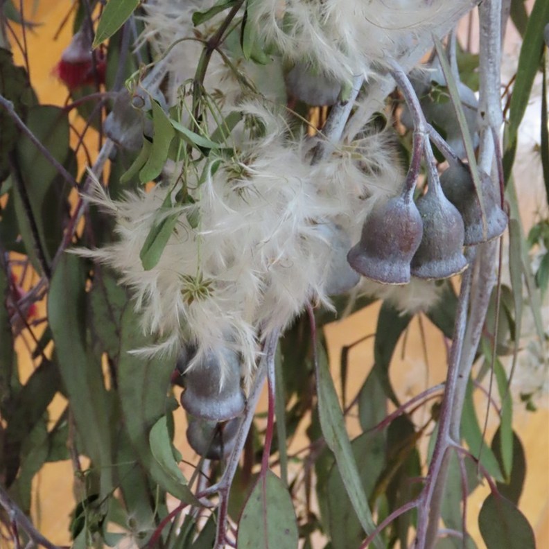 Old Man's Beard