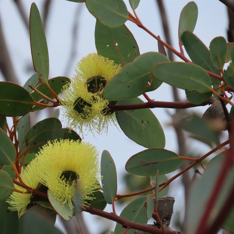 Red-capped Gum after the cap has fallen off