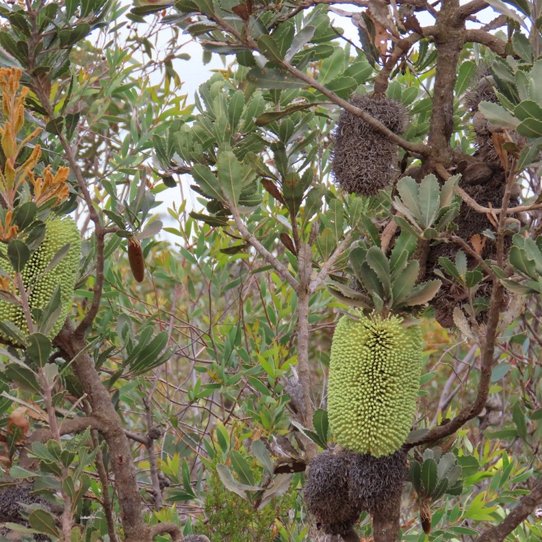 Bull Banksia