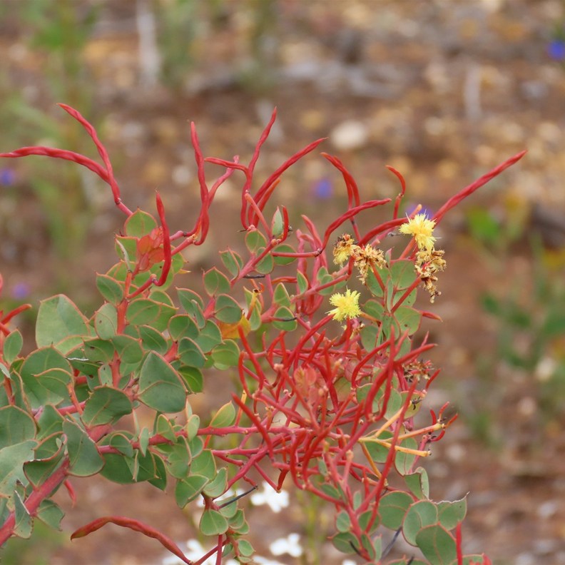 Bookleaf Mallee
