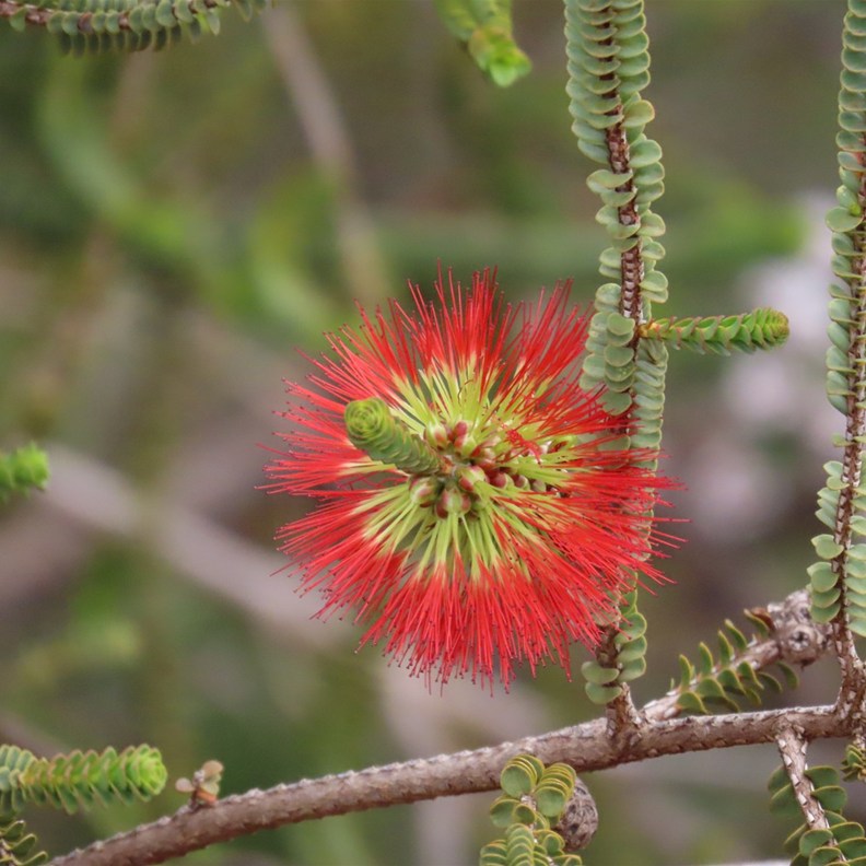 Ravensthorpe Bottlebrush