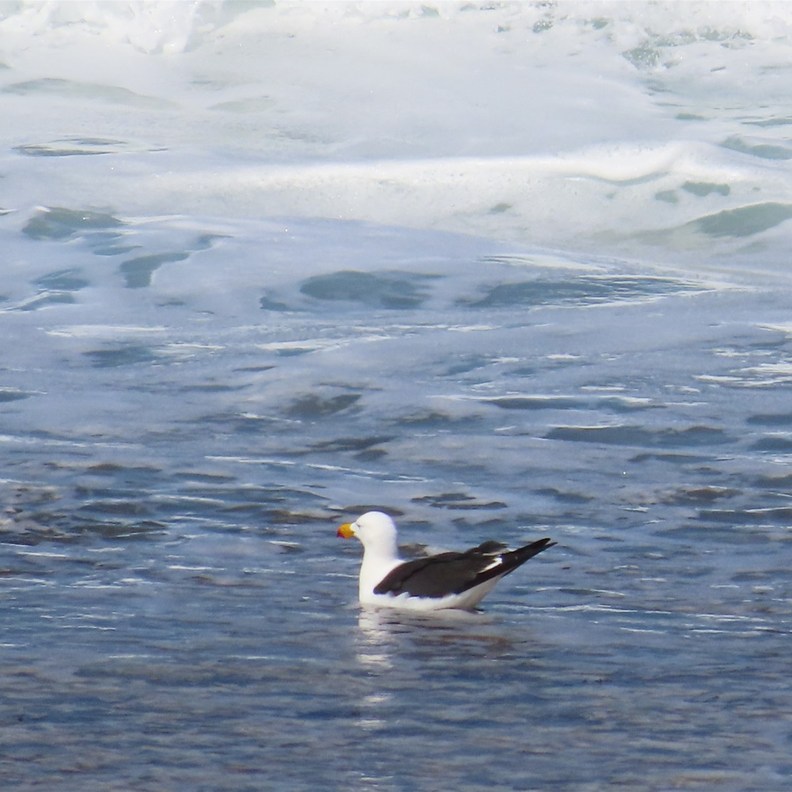 Pacific Gull