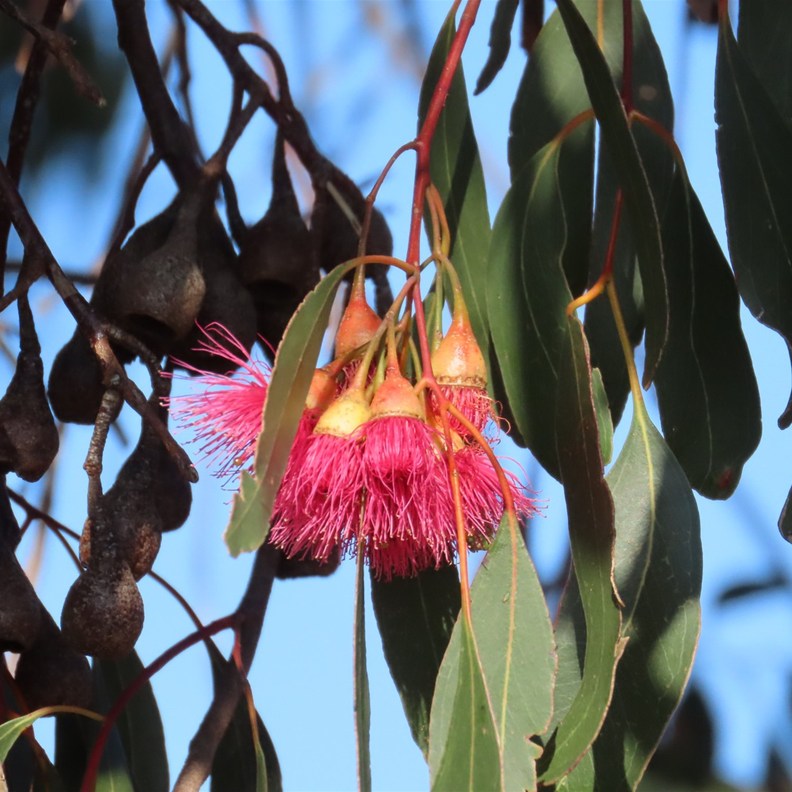 Red Flowering Gum