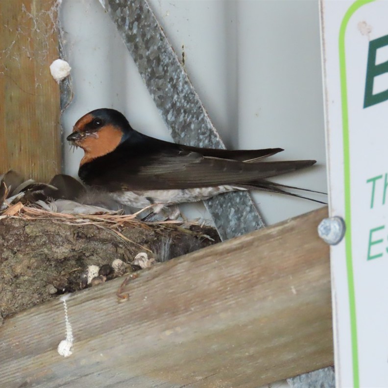 Welcome Swallow