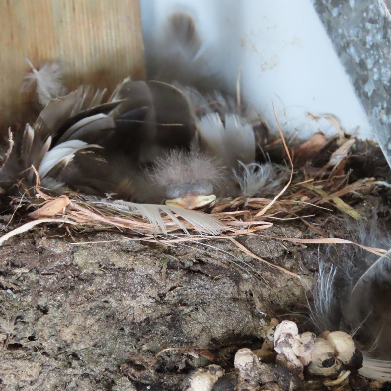 Newborn Welcome Swallow