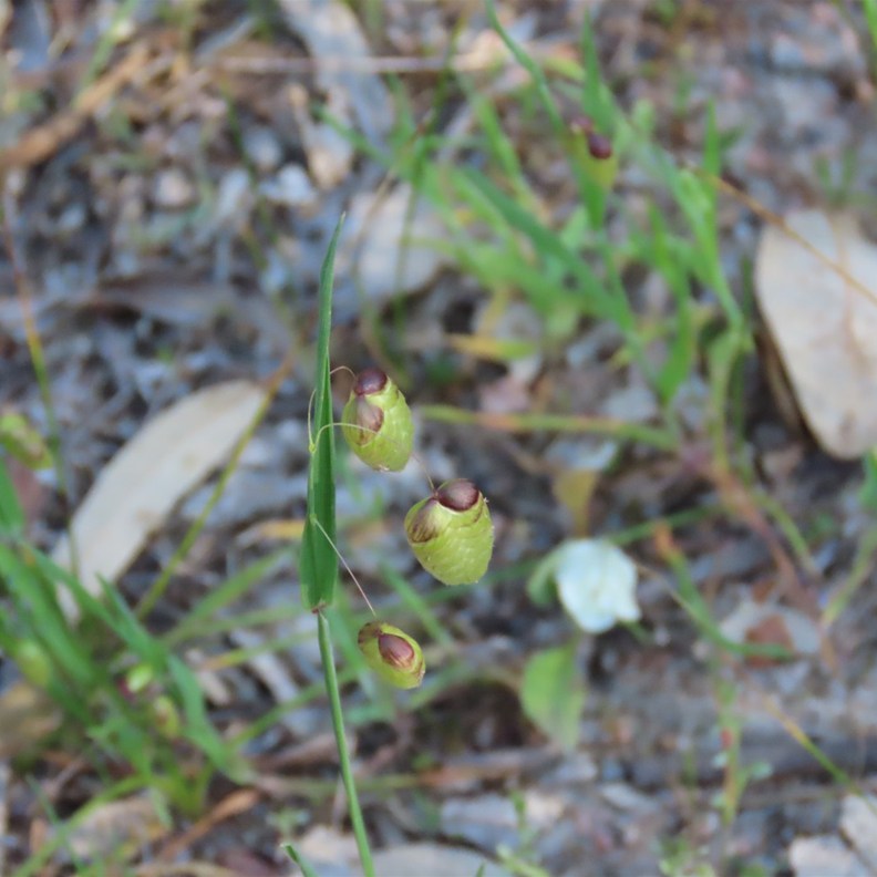 Large Leedsville Orchid