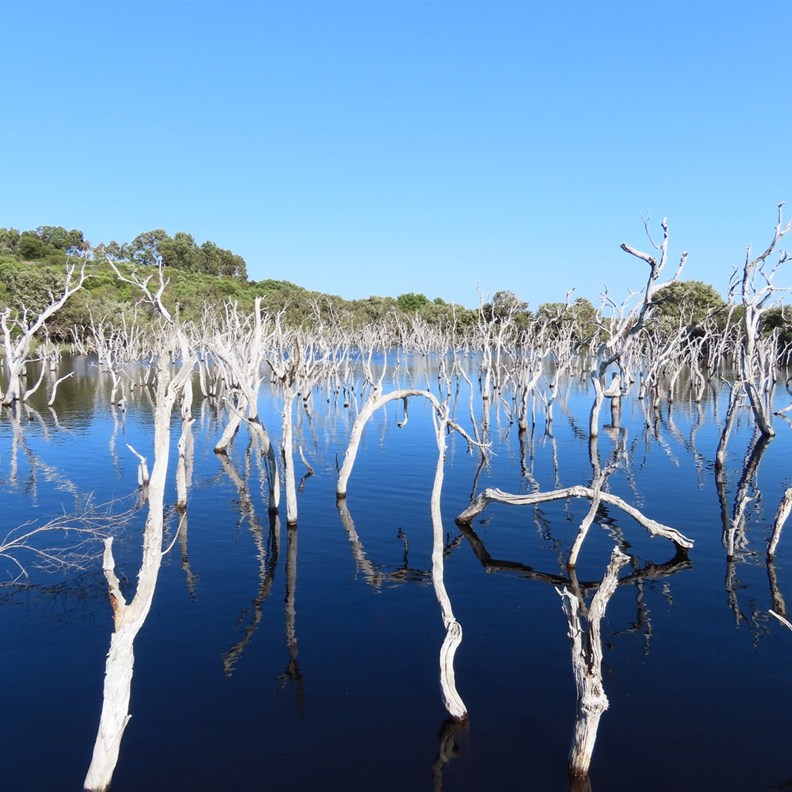 Woody Lake 3