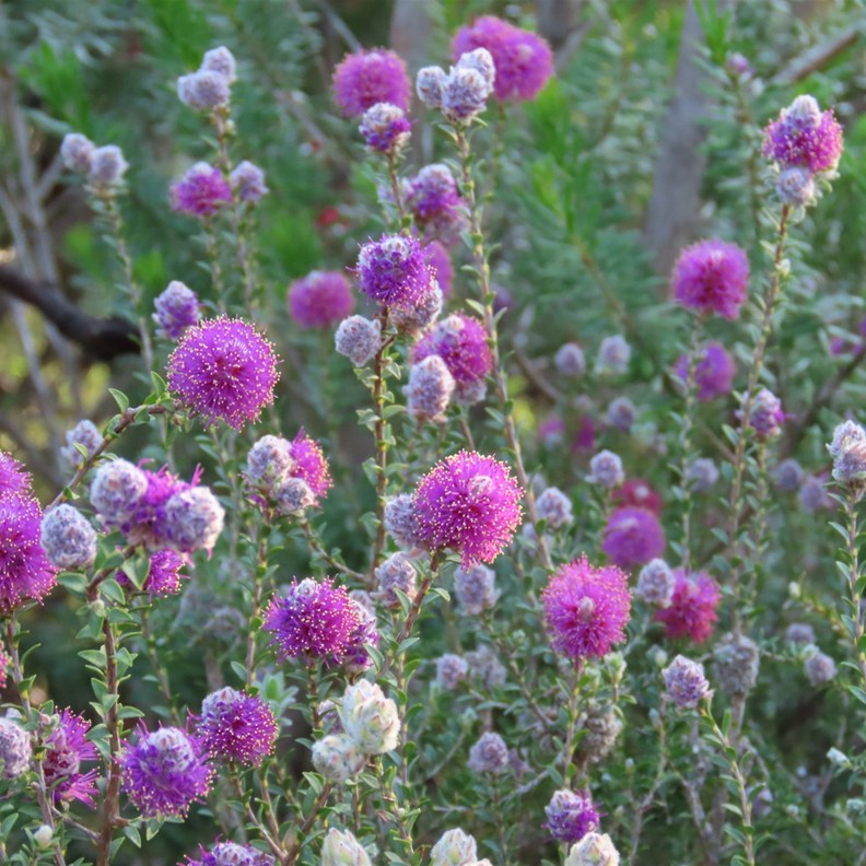 Claw Flower