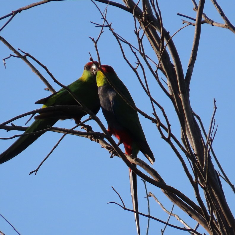 WA King Parrots
