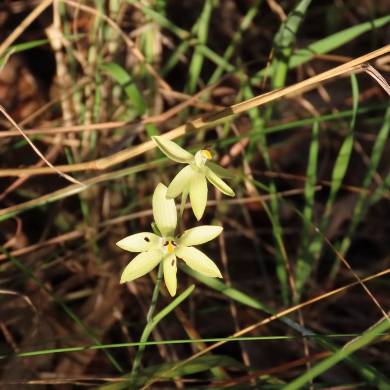 Cowslip Orchid