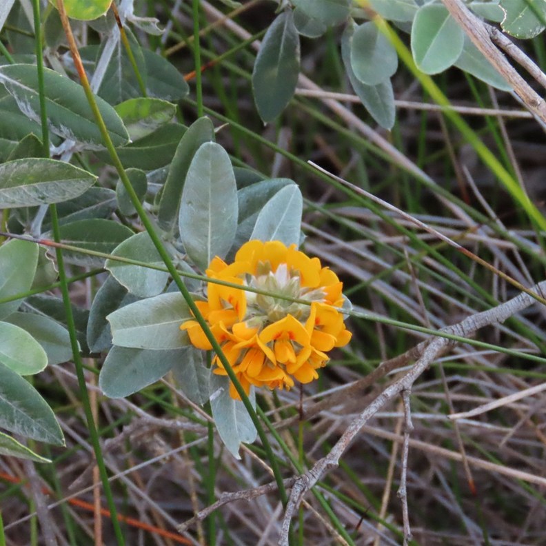 Austral Trefoil