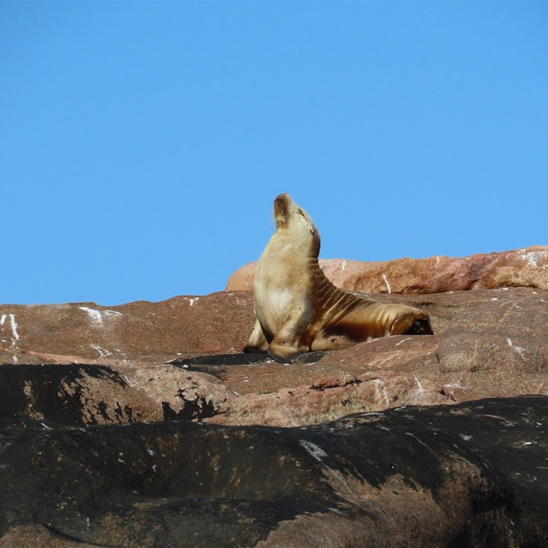 Australian Sea Lion