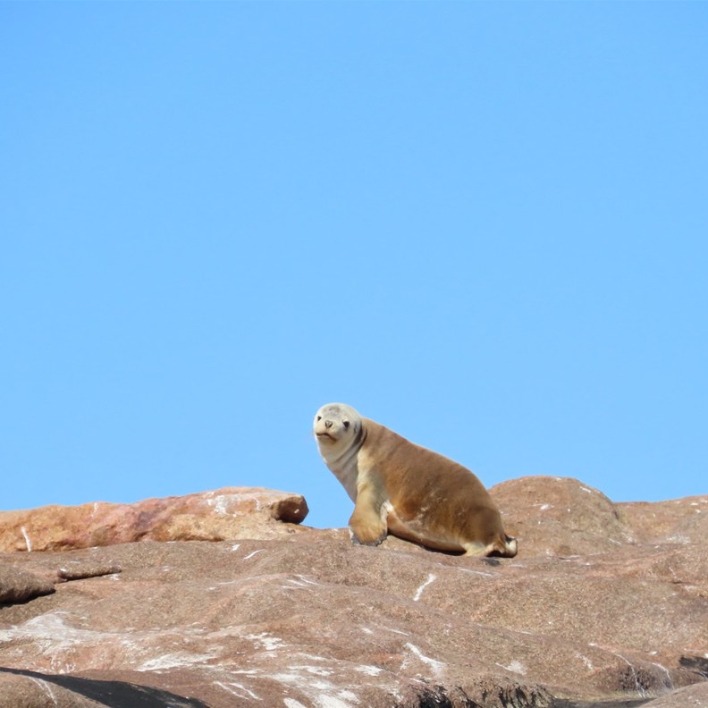 Australian Sea Lion 2