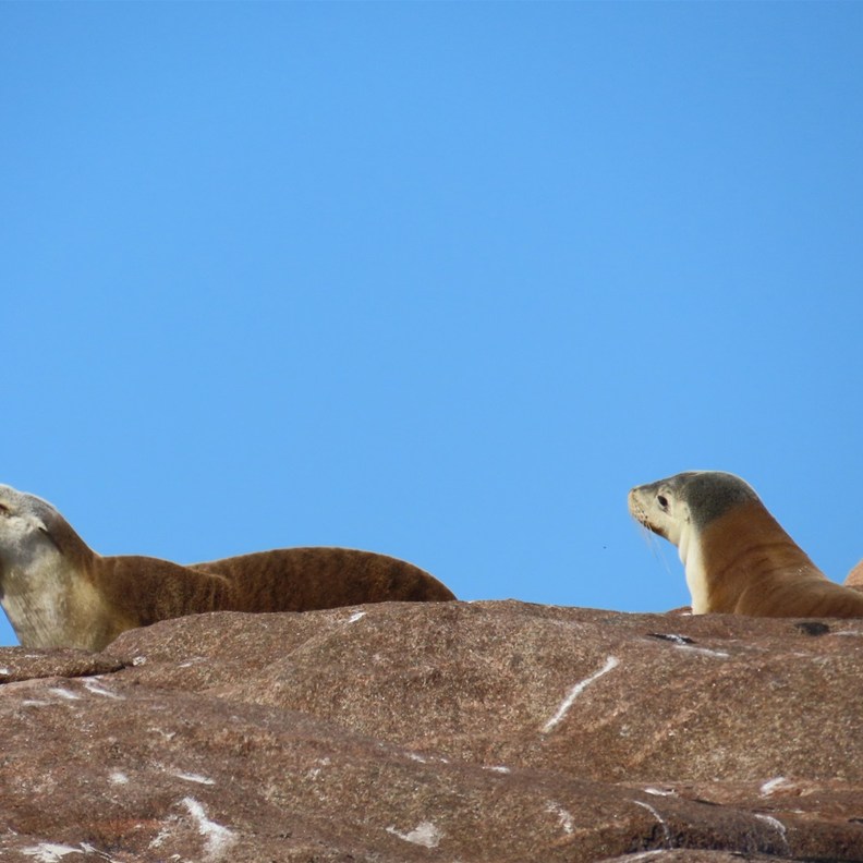 Australian Sea Lion 3