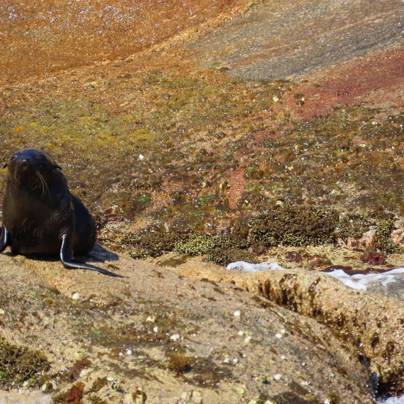Australian Fur Seal