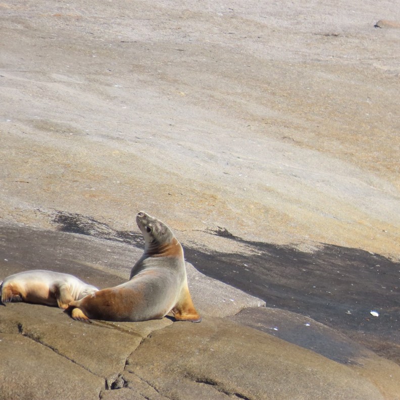 Australian Sea Lion 4