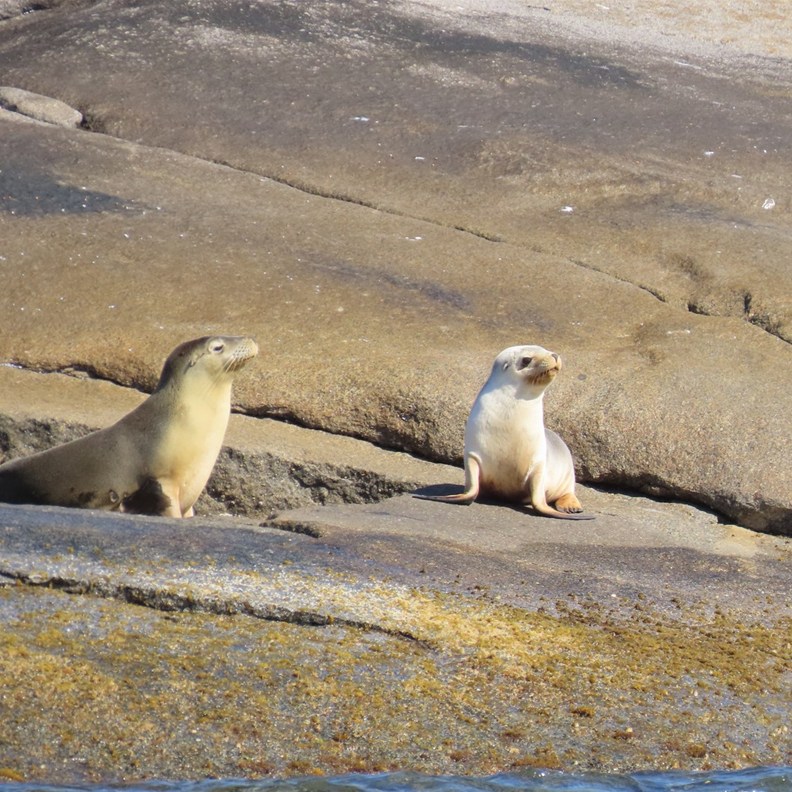 Australian Sea Lion 5