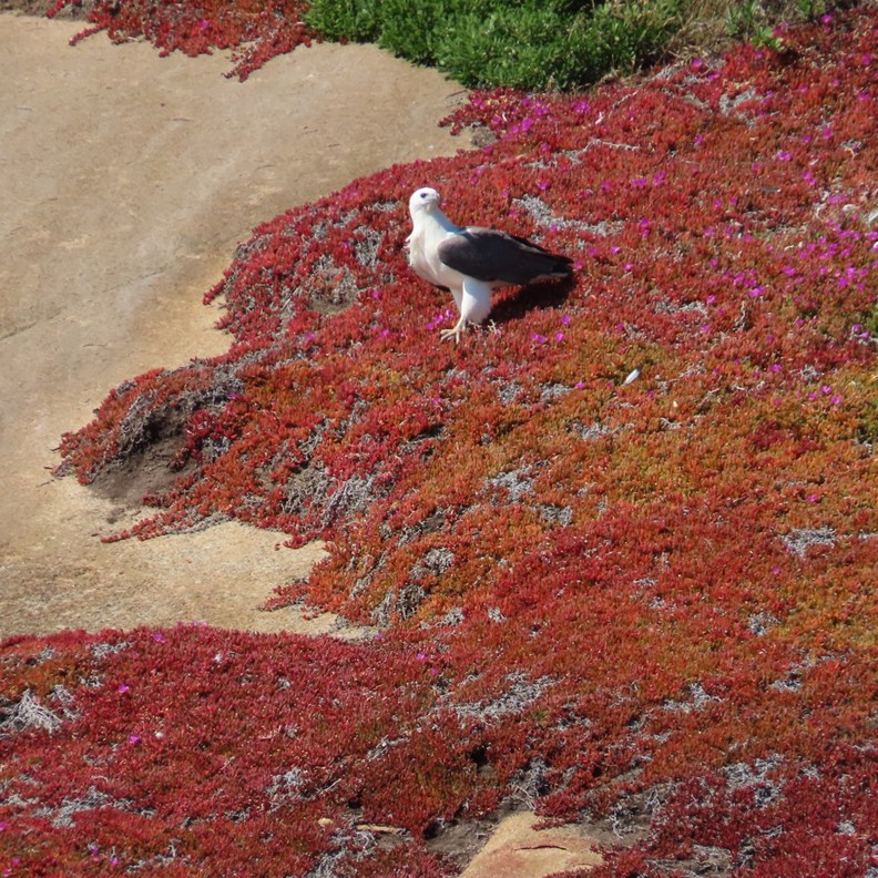 White-Bellied Sea Eagle