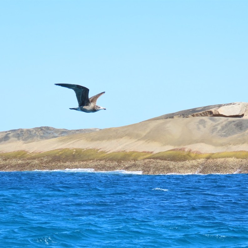 Pacific Gull