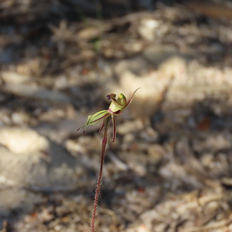 Greenhood Orchid