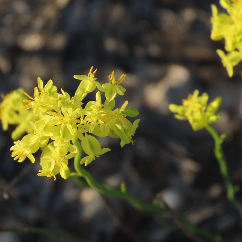 Stackhousia