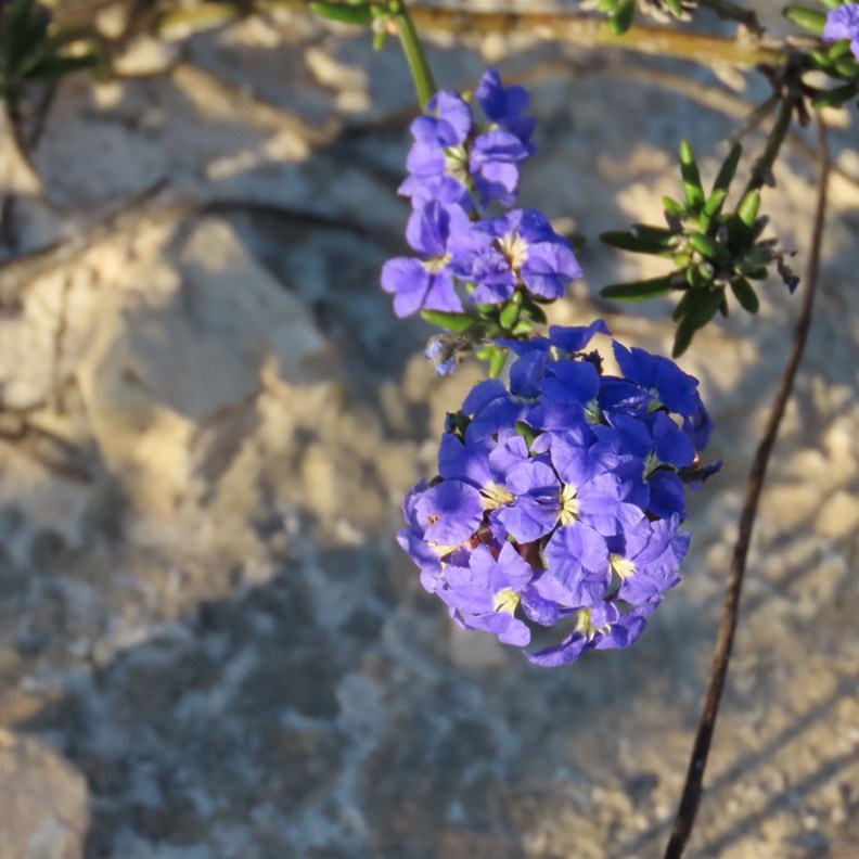 Blue Leschenaultia
