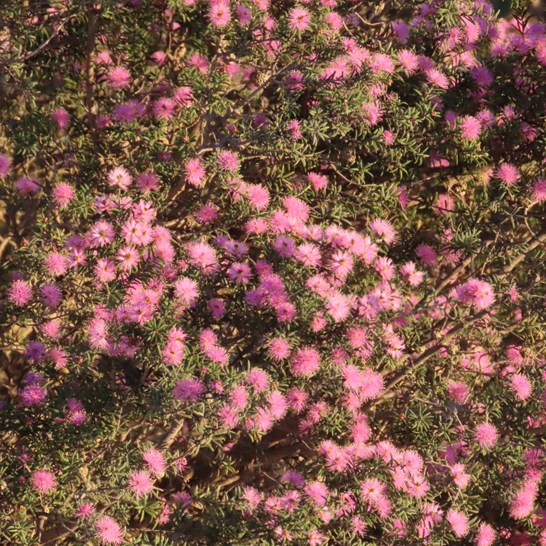Pink Claw Flower